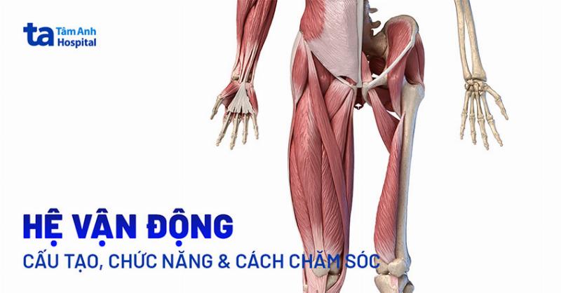 Sơ đồ đơn giản minh họa cách các thành phần tác động lên não bộ (tuần hoàn, năng lượng, kết nối)